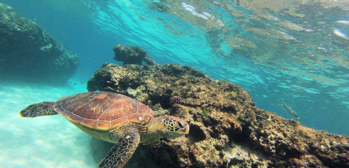 Sea Turtle at Xiaoliuqiu